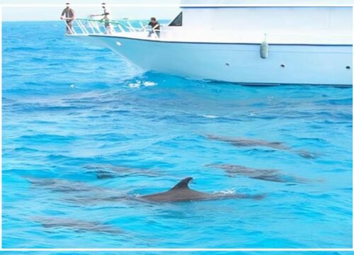 Dolphin House