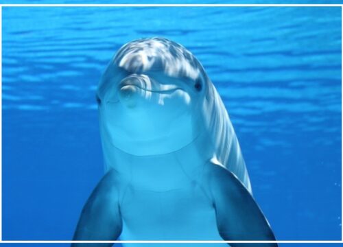 Dolphin House