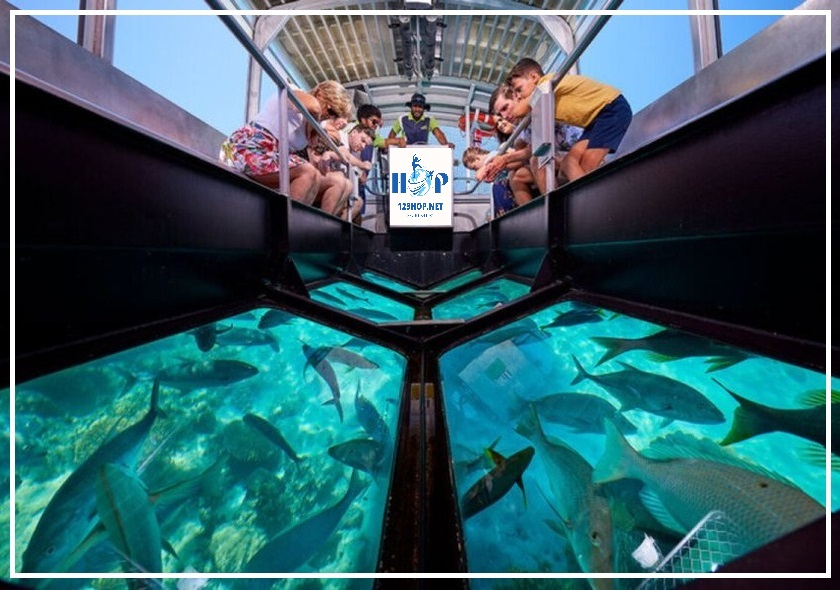 A Glass-Bottom Boat Cruise