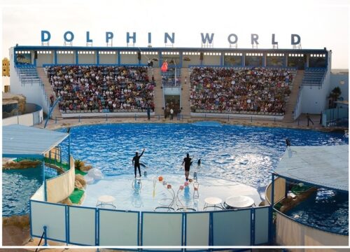 Dolphin show