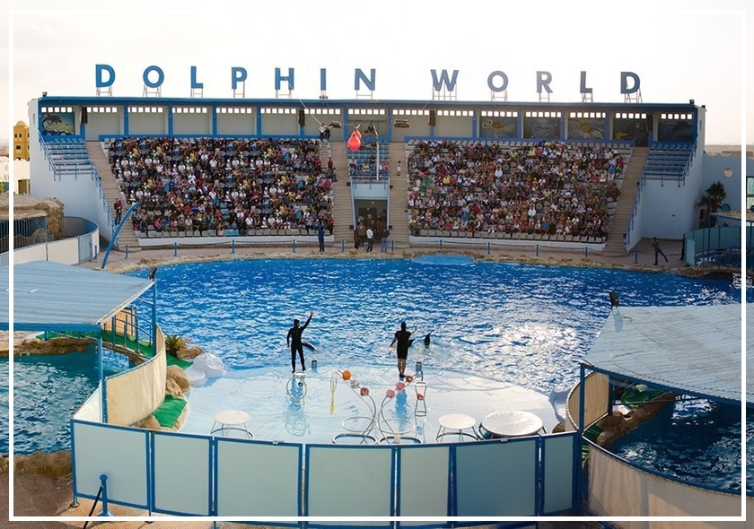 Dolphin show