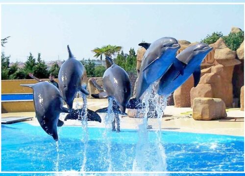 Dolphin Show