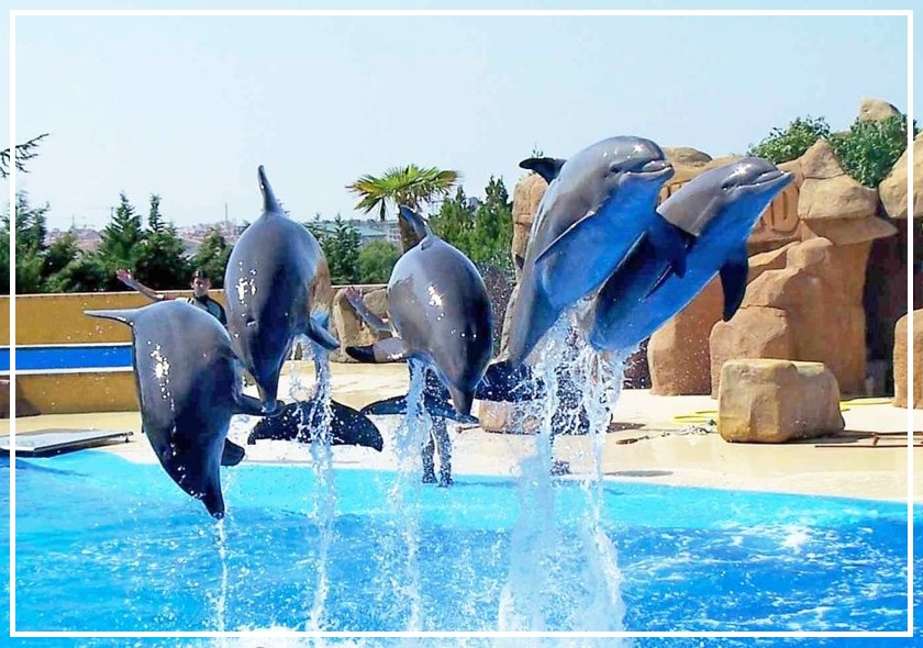 Dolphin Show