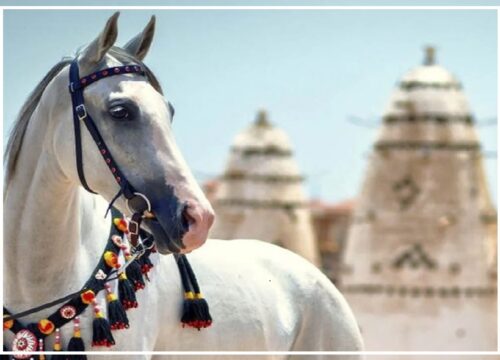 Horse Riding
