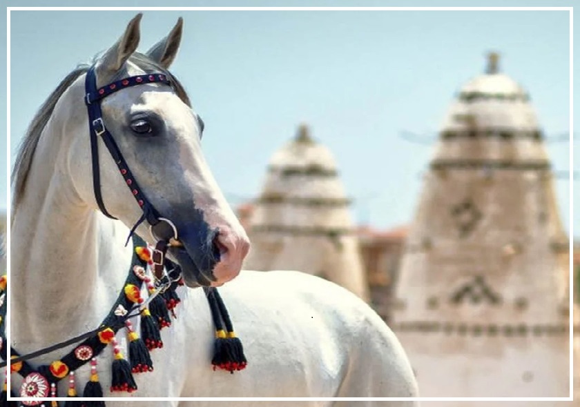 Horse Riding