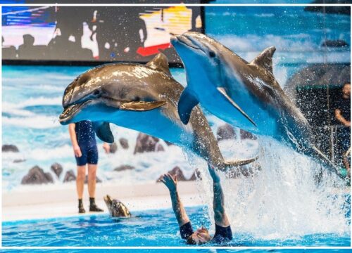 Swimming with Dolphins